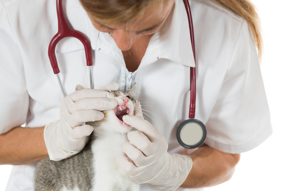 veterinarian examining cat with feline rodent ulcers